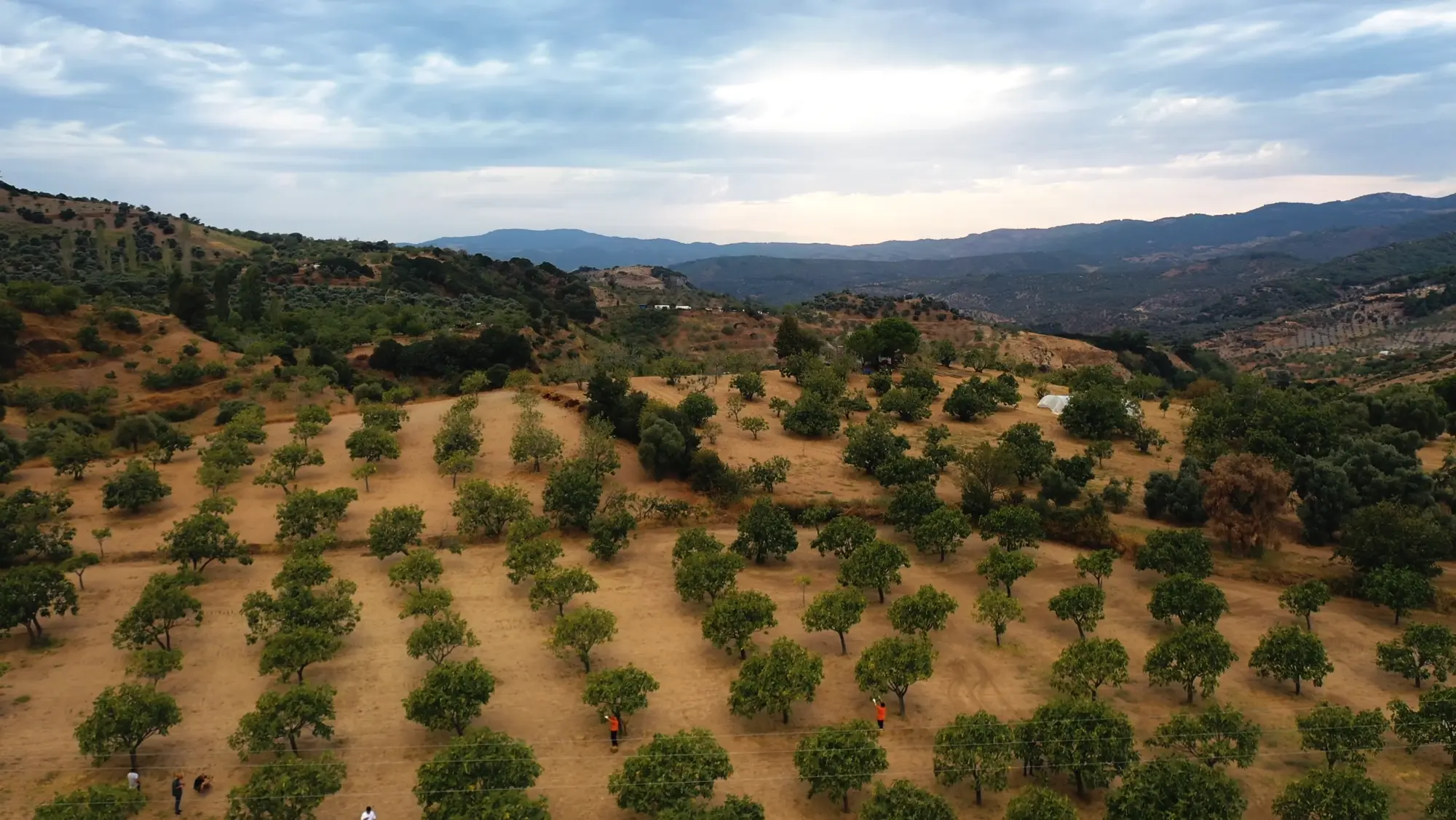 Gramas tanıtım filminden incir bahçesi